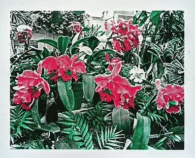 Orchids in a Greenhouse